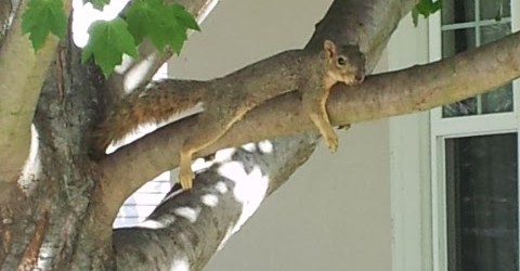 Squirrel!