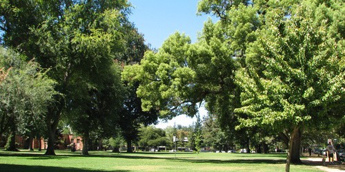 Tree Tours in McKinley Park