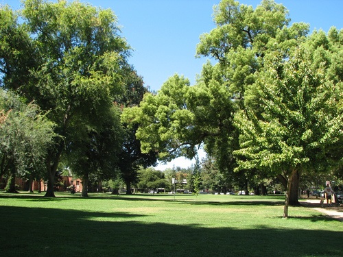 Tree Tours in McKinley Park