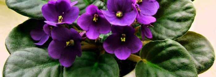Capital City African Violet Society Show & Sale