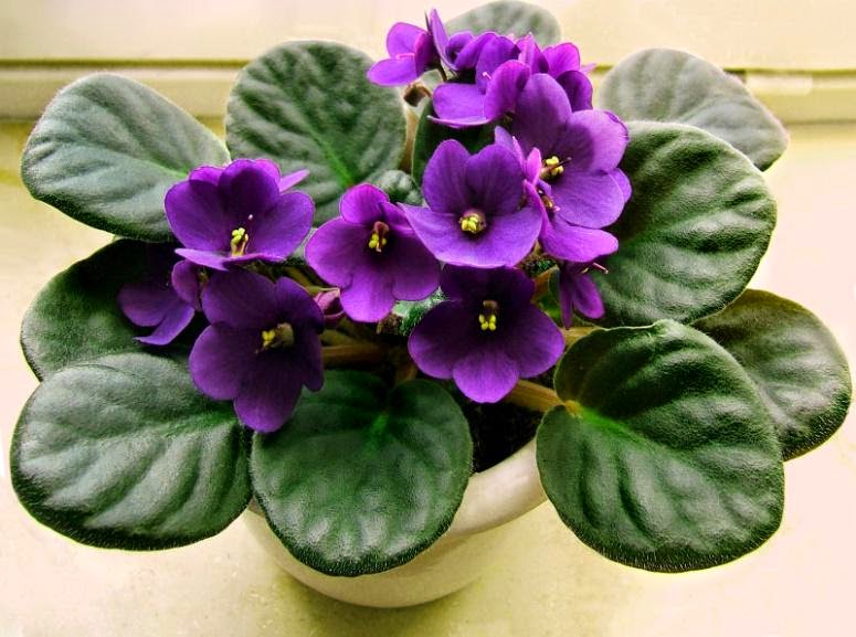 Capital City African Violet Society Show & Sale