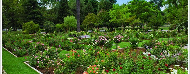 Volunteer Day at McKinley Rose Garden