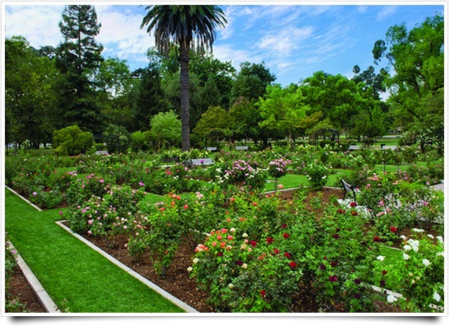 Volunteer Day at McKinley Rose Garden