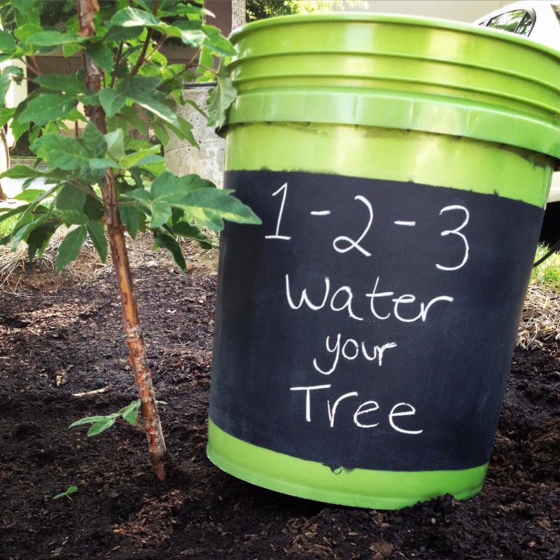 Sacramento Tree Foundation Drought Workshop