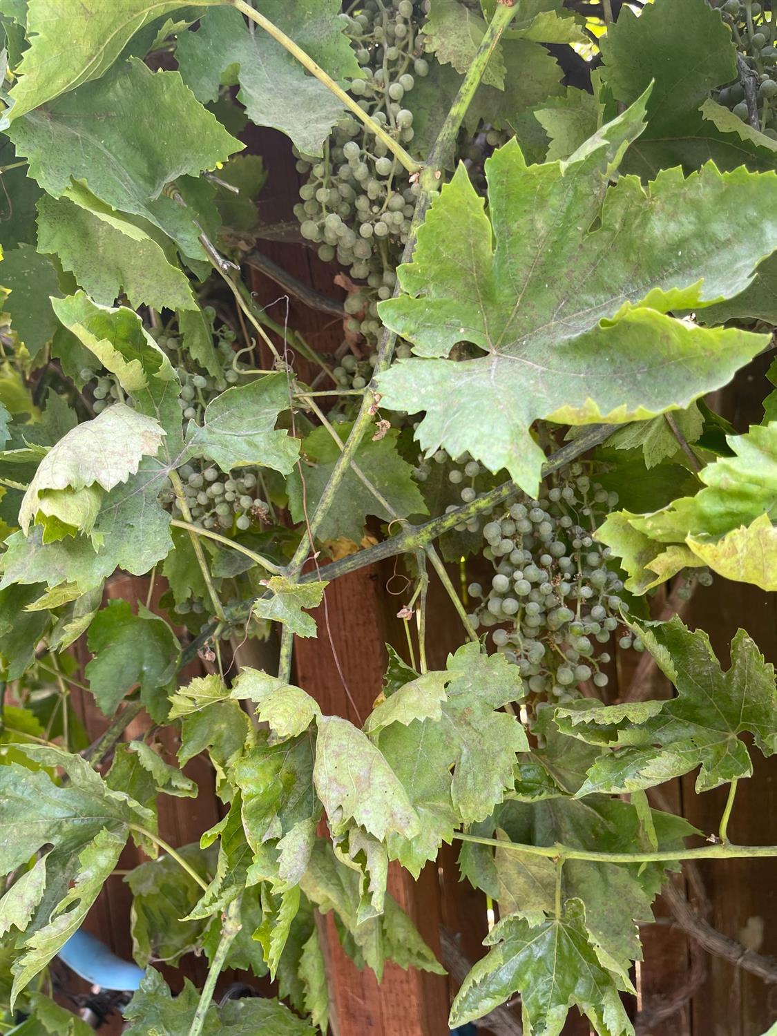 Sold, 3 Bedrooms, 2 Bathrooms, Single Family Home, Sacramento Elder Creek/Fruitridge, 2531 21st Ave, Sacramento, CA 95820-3739, Beth Christensen, Dunnigan Realtors, Top Agent