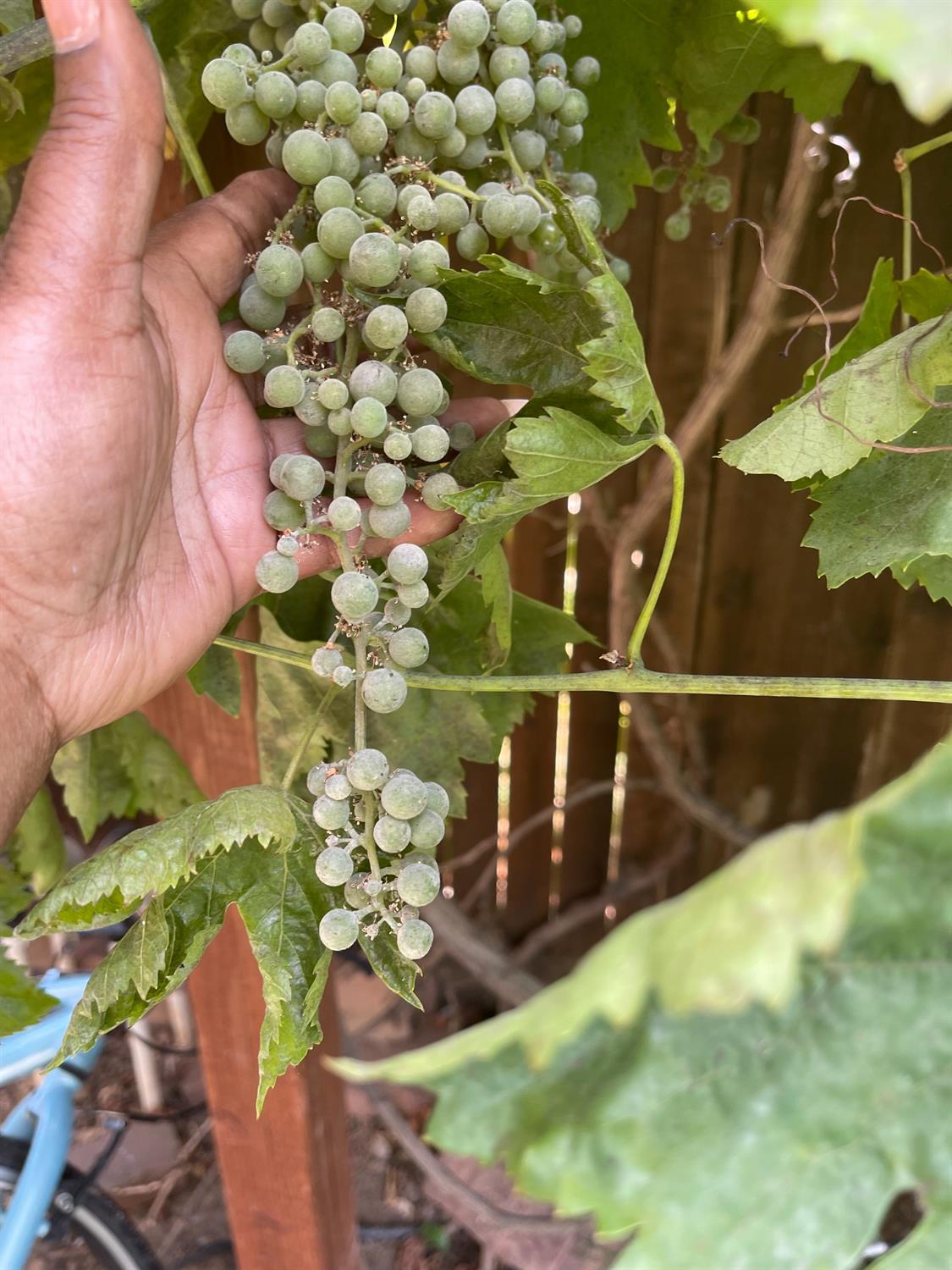 Sold, 3 Bedrooms, 2 Bathrooms, Single Family Home, Sacramento Elder Creek/Fruitridge, 2531 21st Ave, Sacramento, CA 95820-3739, Beth Christensen, Dunnigan Realtors, Top Agent