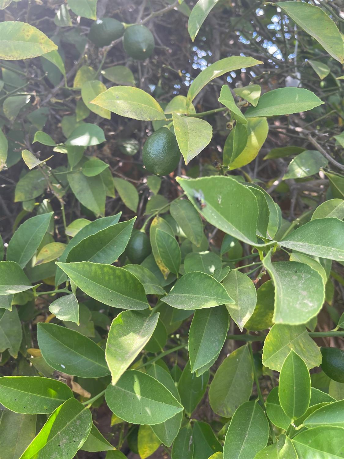 Sold, 3 Bedrooms, 2 Bathrooms, Single Family Home, Sacramento Elder Creek/Fruitridge, 2531 21st Ave, Sacramento, CA 95820-3739, Beth Christensen, Dunnigan Realtors, Top Agent