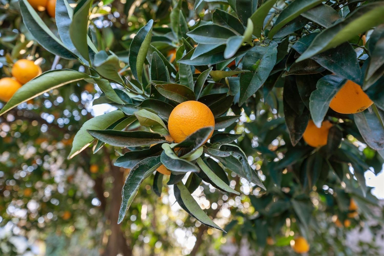 Sold, 3 Bedrooms, 2 Bathrooms, Single Family Home, Sacto Arden/Arcade Creek/Vicinity, 3453 Von Bauer Way, Sacramento, CA 95821-4032, Beth Christensen, Dunnigan Realtors, Top Agent